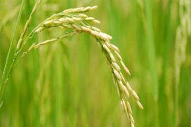 Steamed Basmati Rice